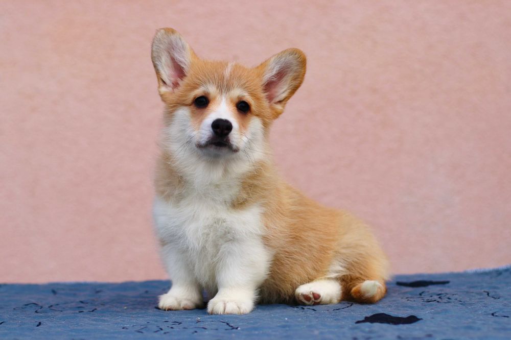 Uroczą suczkę Welsh Corgi Pembroke szukają domu