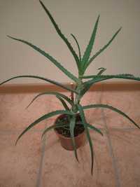 Aloes - roślina lecznicza