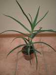 Aloes - roślina lecznicza.
