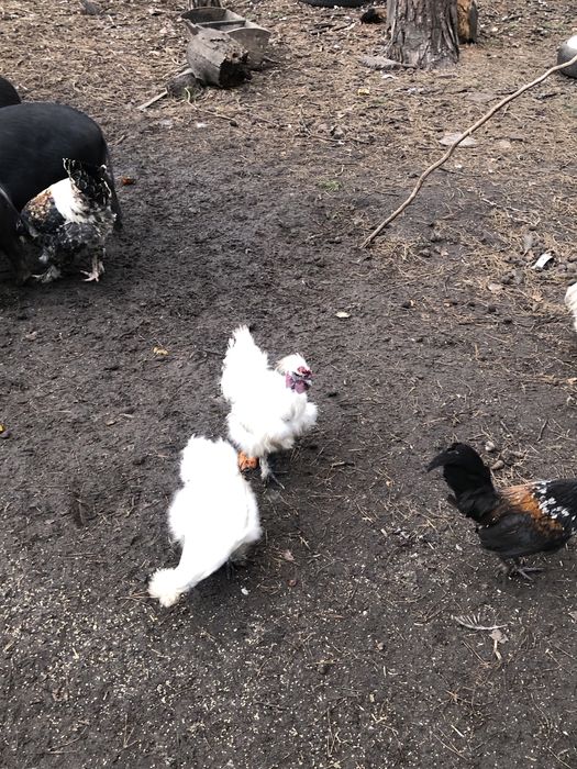 Пухові пітушки продаю молоді