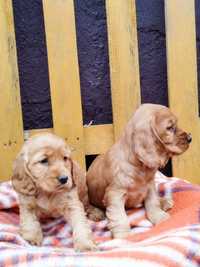 Cocker spaniel sunie