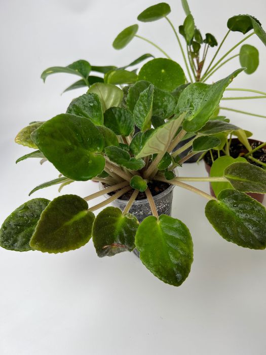 Набір рослин: церопегія, пілея, епіпремнум, філодендрон, фіалка