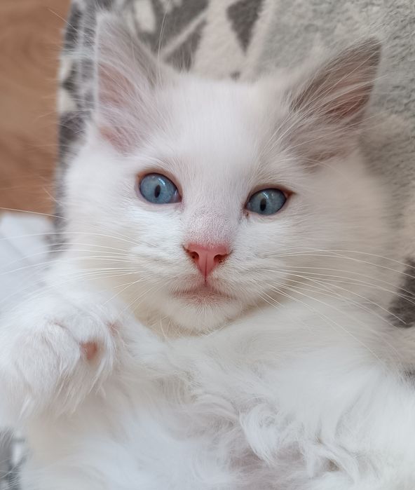 Kotek Ragdoll z legalnej hodowli