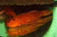 Glonojad Ancistrus red ok 4 cm W-wa od Tapajos_pl