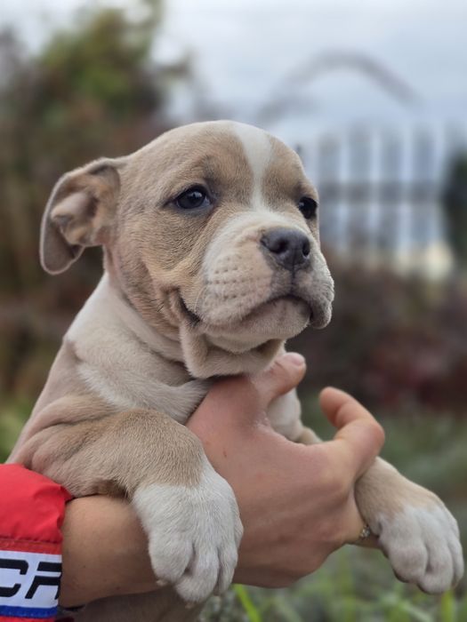American Staffordshire Terrier Amstaff