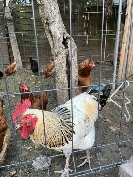 Sprzedam młodego koguta