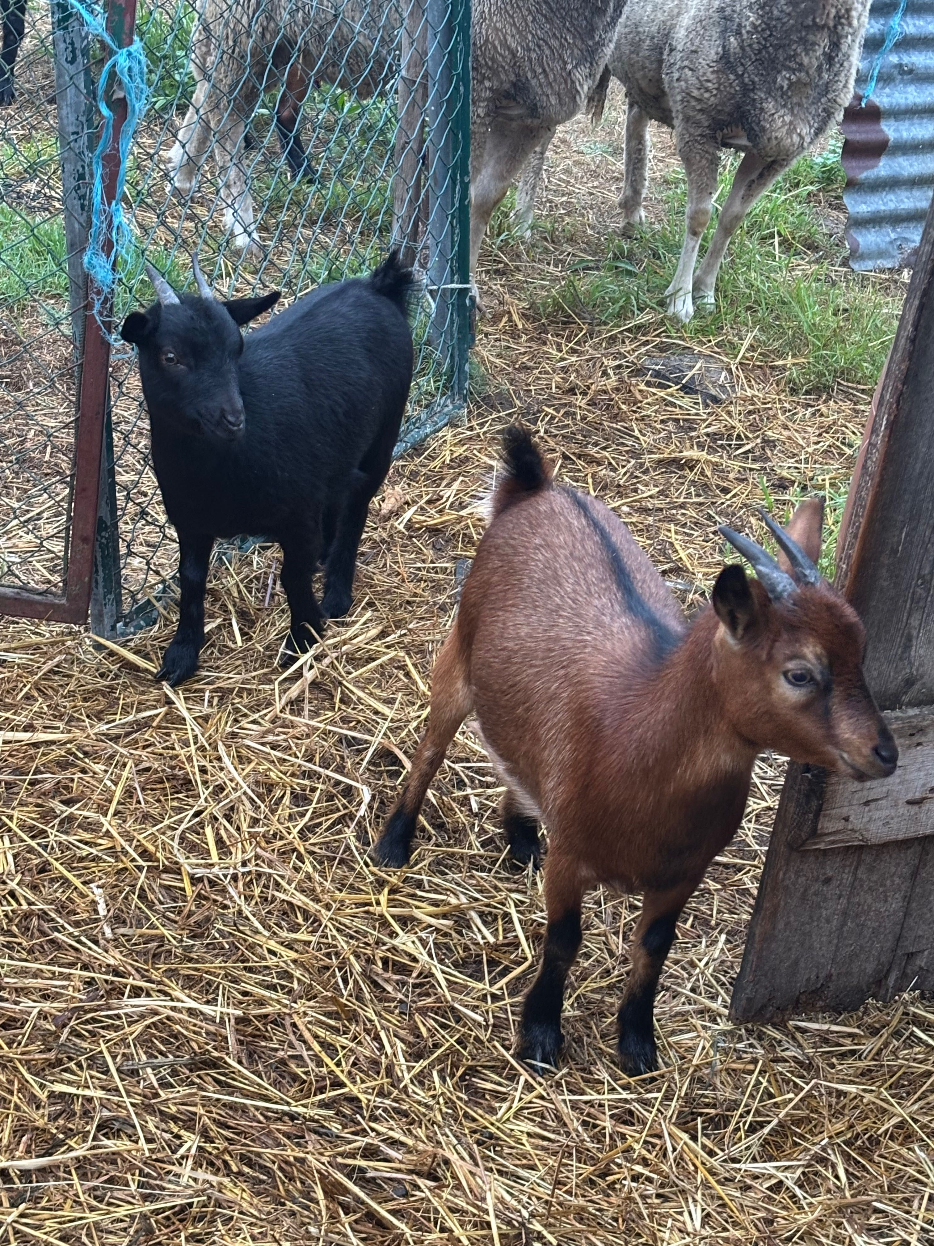 Duas cabras anas