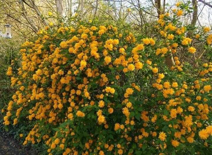 Краса для вас менших   .