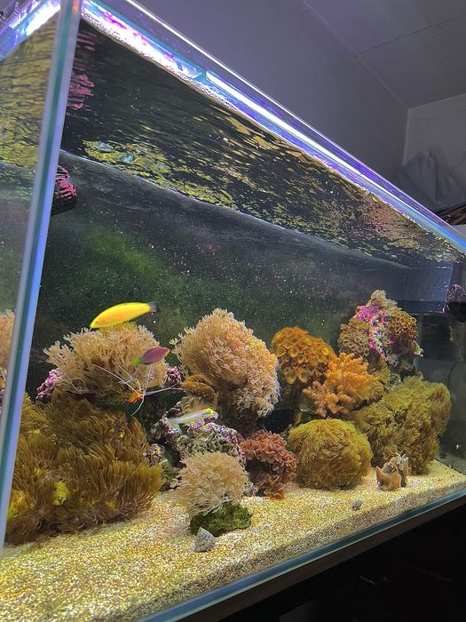Aquario de recife 200litros