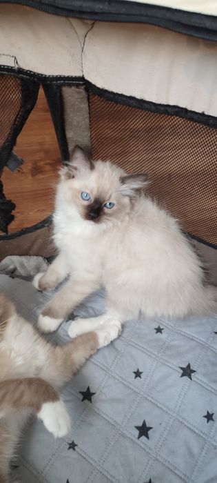 Ragdoll  koteczek seal mitted  rodowód międzynarodowy TICA