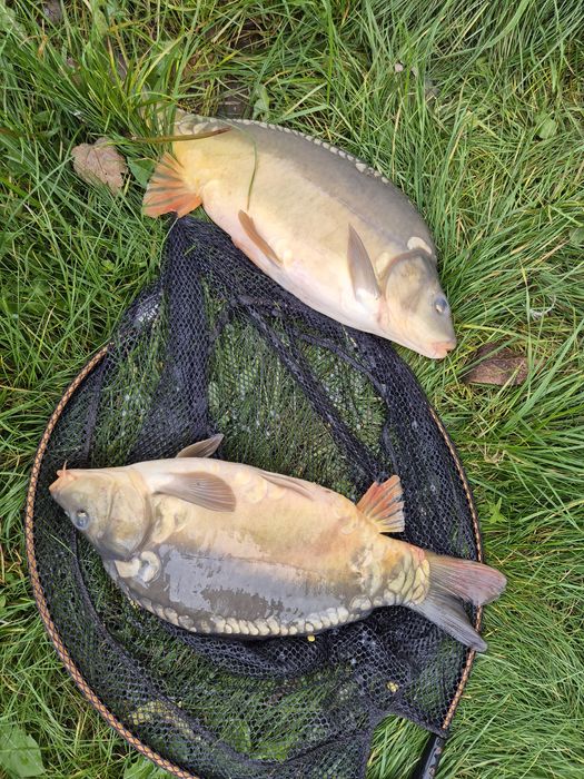 Karp z własnej hodowli