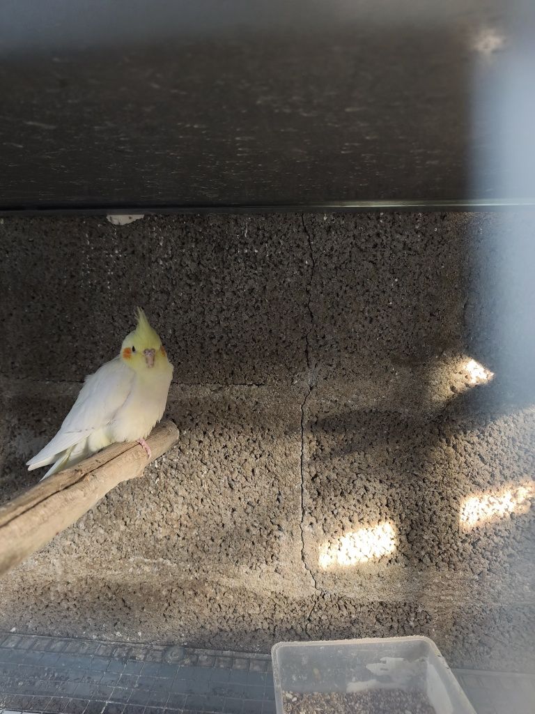 Agapornis e Caturras adultos