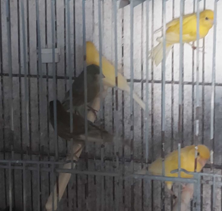 Lote de Canários Raça Espanhola