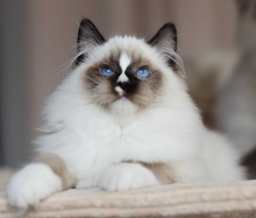 Kocurek Ragdoll gotowy do zmiany domku