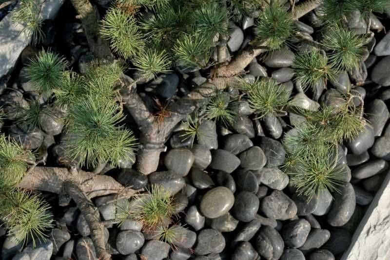 Otoczak polerowany czarny