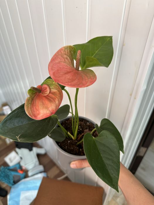 Кімнатні квіти Рослини