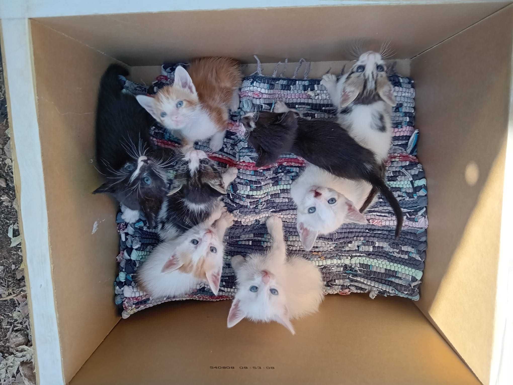 PARA ADOÇÃO Gatinhos Tavira