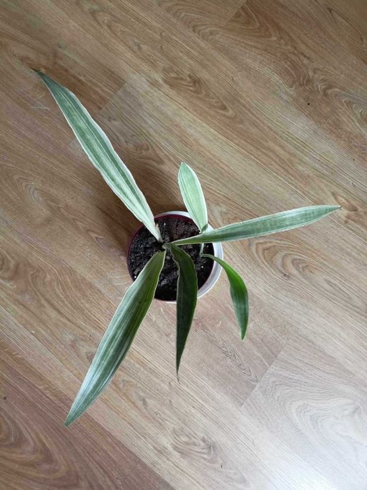 sansevieria metallica silver siam
