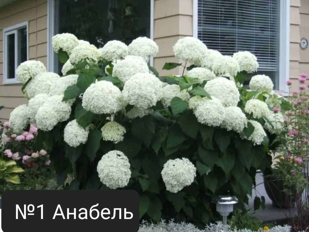 Гортензія широколиста Хот Ред   (Крупнолисна Древовидна Мітловидна)