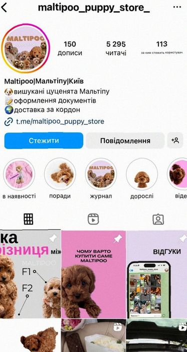 Цуценята мальтипу – купити мальтіпу міні ф1 з любов’ю