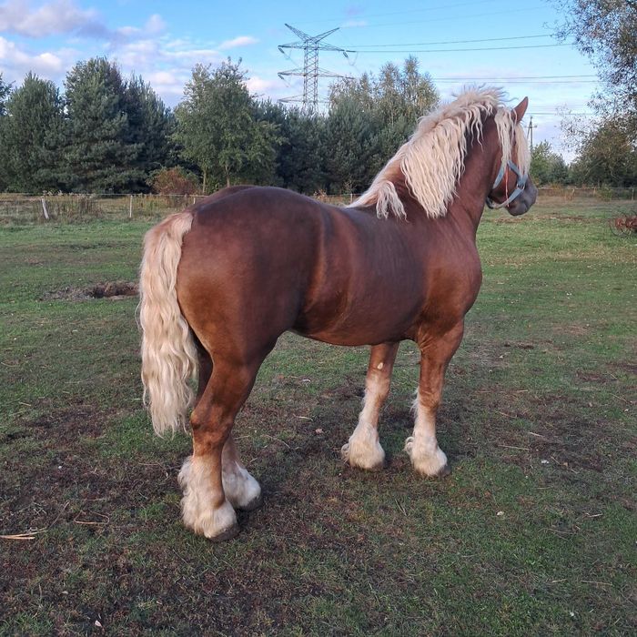 Ogier  pkz  nowo jankowicki