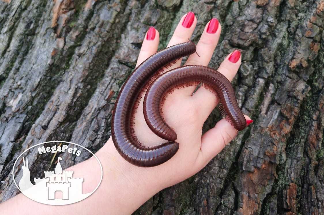 Olbrzymi Ophistreptus guineensis Krocionogi Wije Isopody Skoczogonki