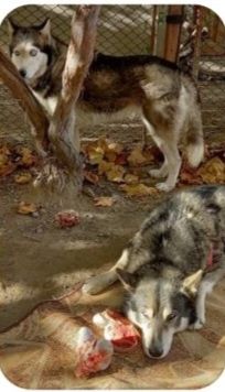 Пропав пес ,прошу повернути за ВИНАГОРОДУ!!!