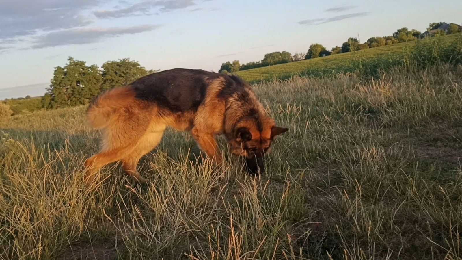 Німецька собака шукає дівчинку для вязки