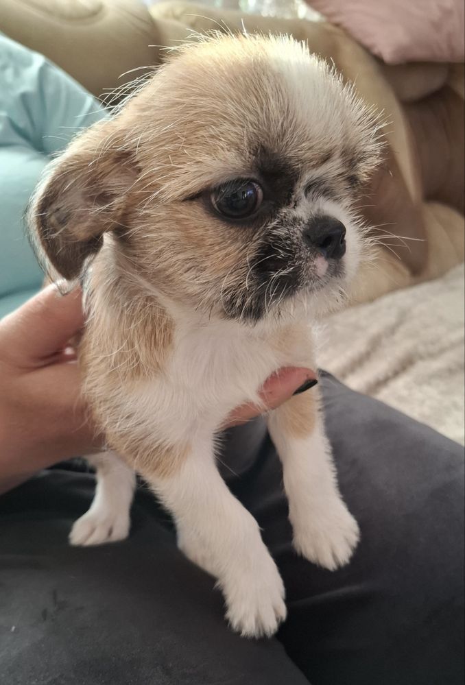 piesek shih tzu chihuahua