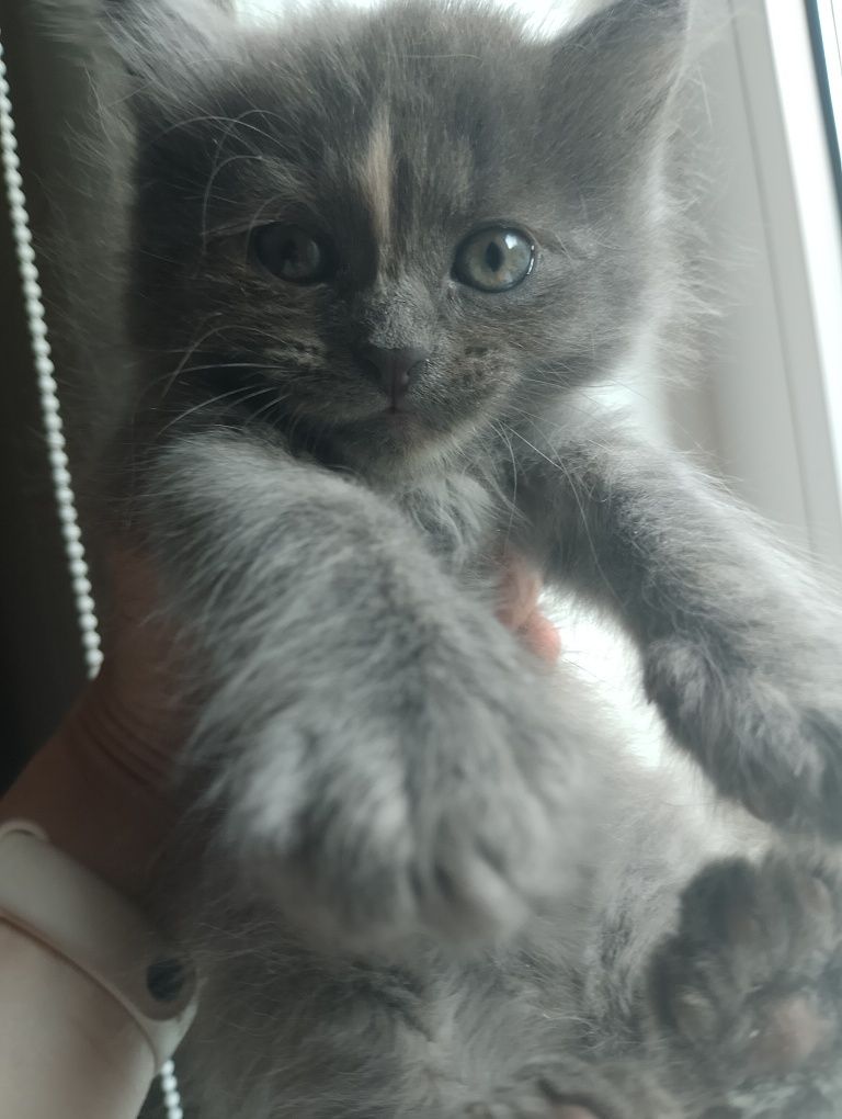 Кошенята , котики