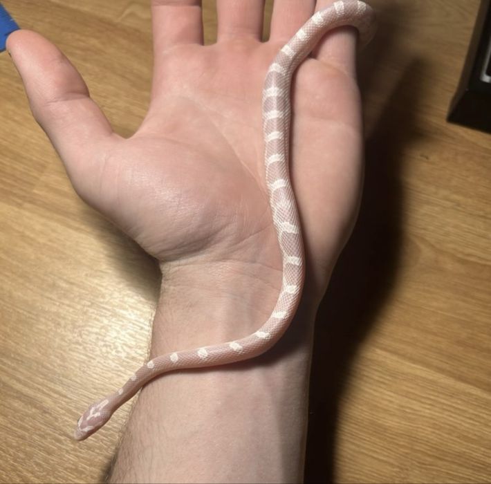 Wąż Zbożowy Młody Snow