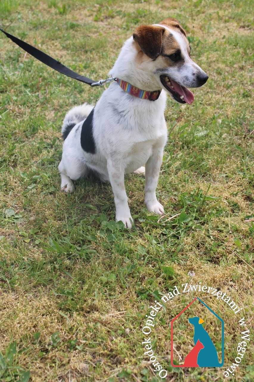 WESOŁY, MŁODY, śliczny, waży tylko 9 kg - Tomiś czeka na domek