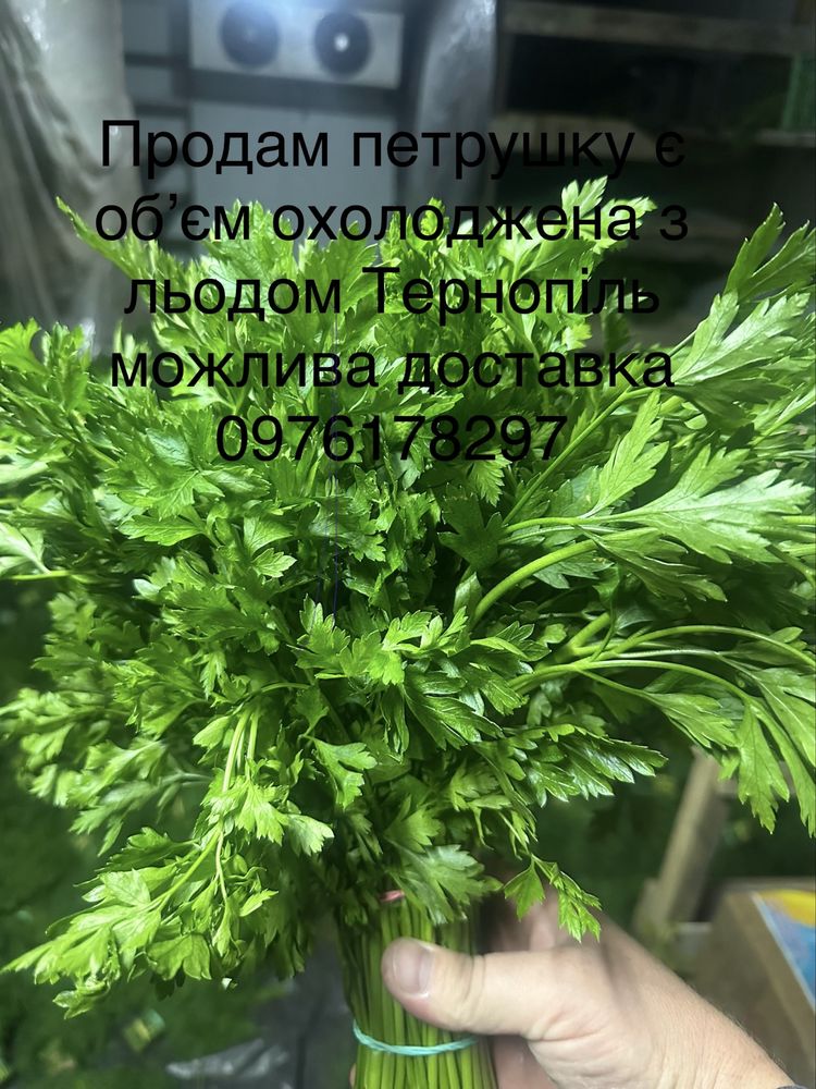 Кріп петрушка цибуля перо
