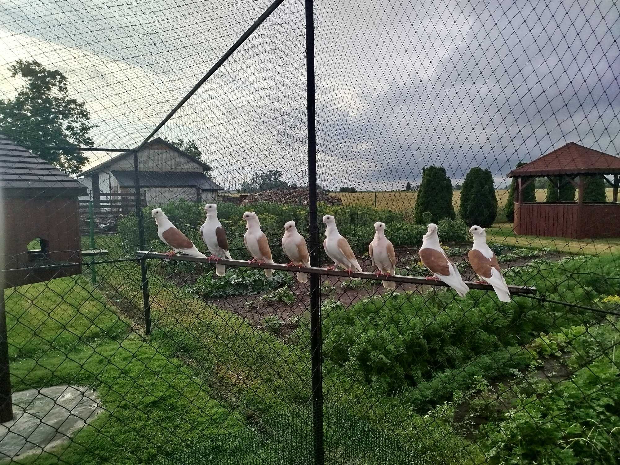 Gołębie mewka polska