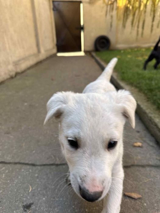 Oddam pieski w dobre ręce mieszane labradory