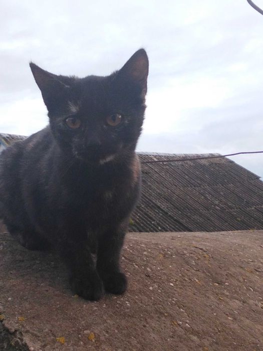 3-х місячна кішечка