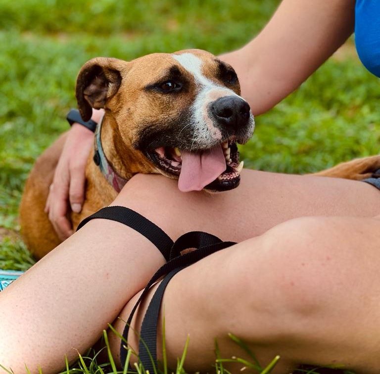 Roxi AMSTAFF szuka kochającego domu!