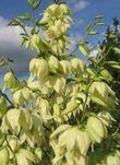 Juka yucca ogrodowa + gratis !