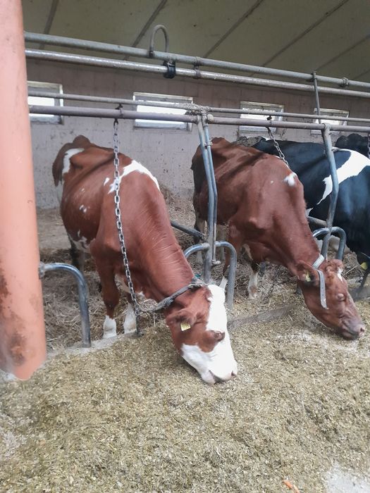 Krowy mleczne, młode