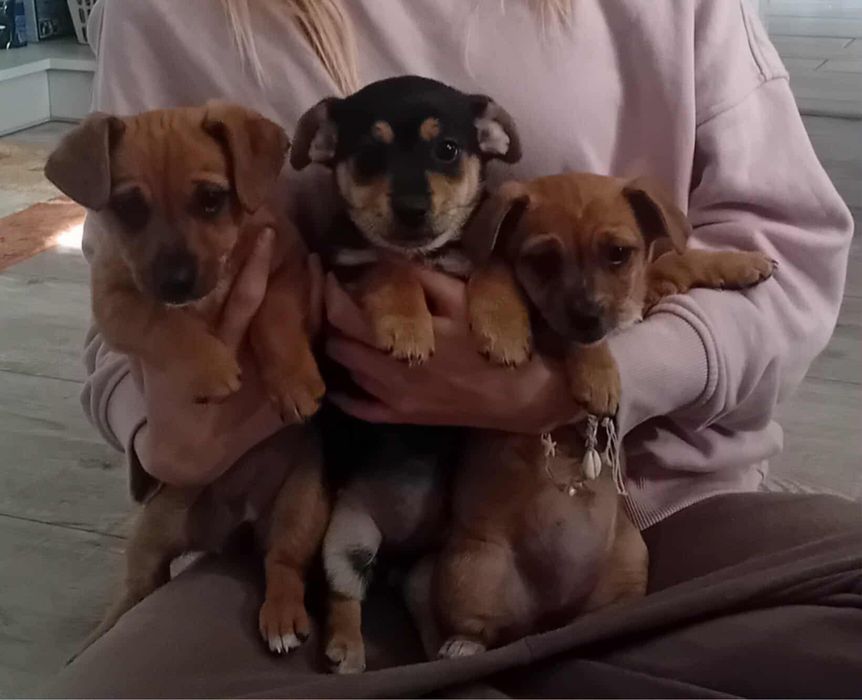 Oddam pieski za darmo w dobre rece