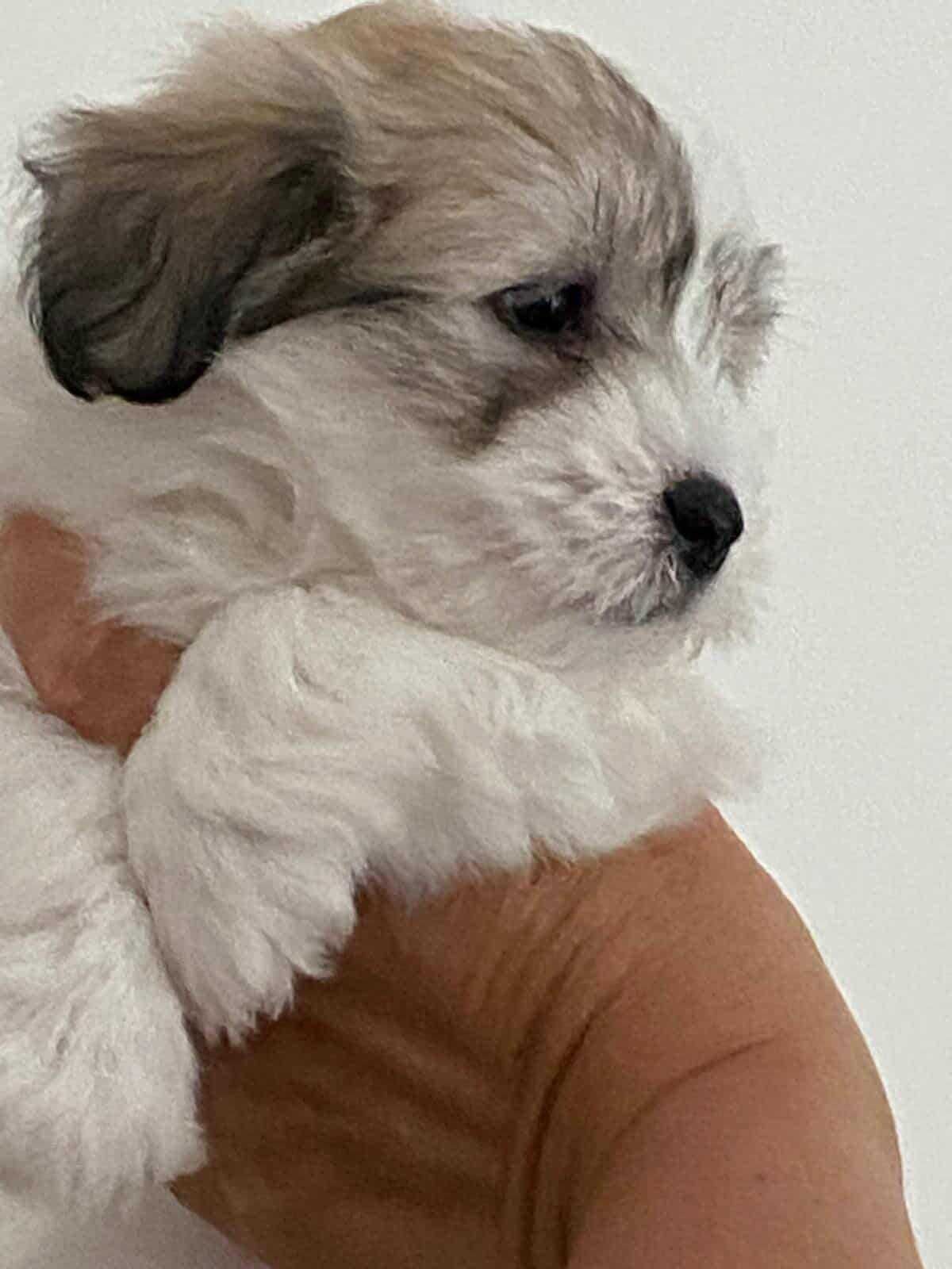 Szczeniak Coton de Tulear