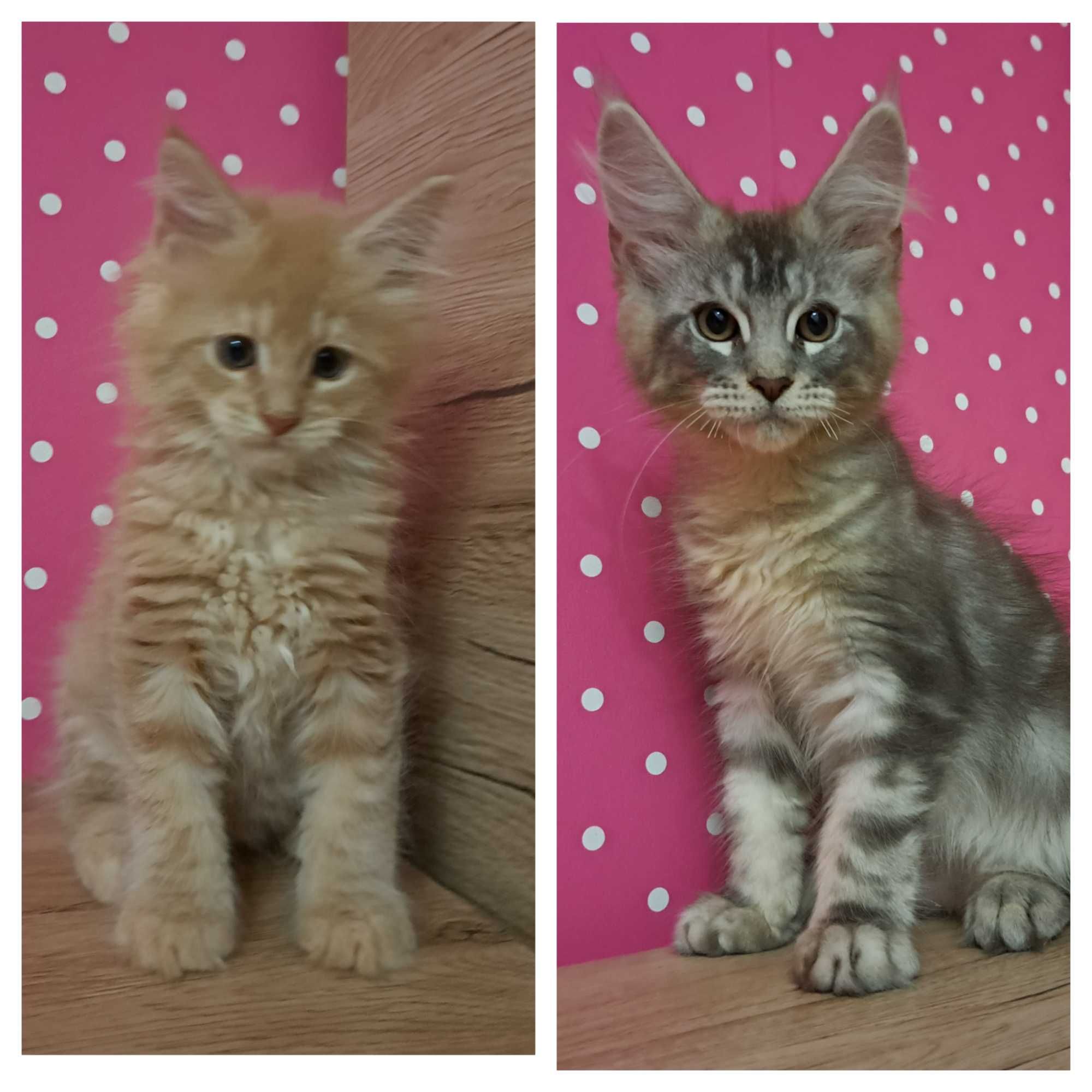 Kocuak Maine Coon