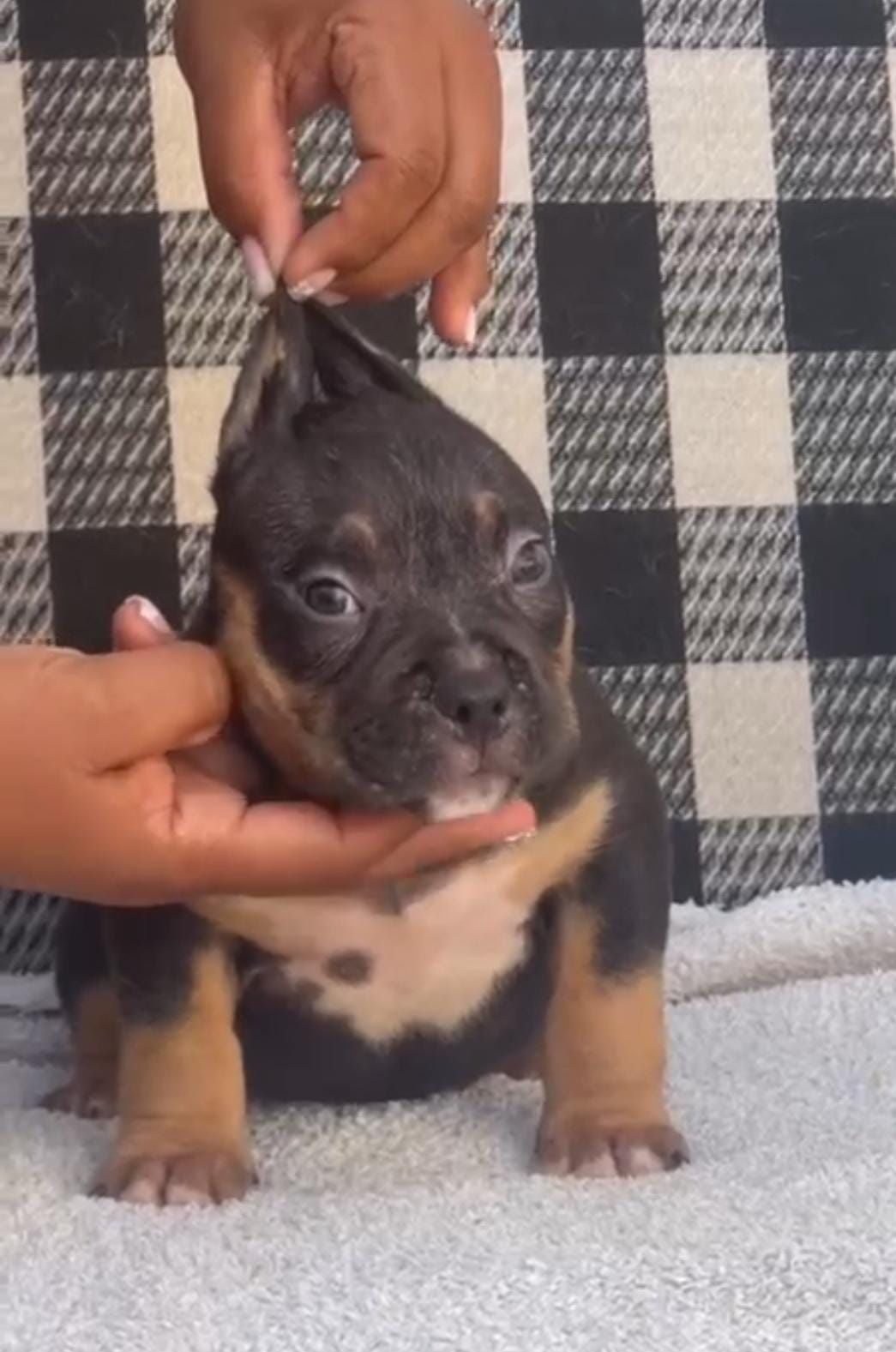 American Bully Pocket