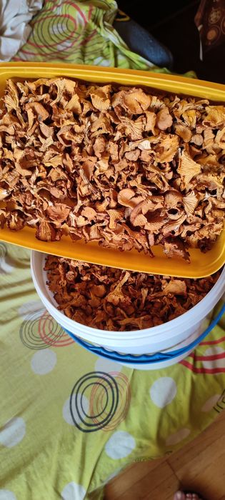 Лисички цьогорічний збір