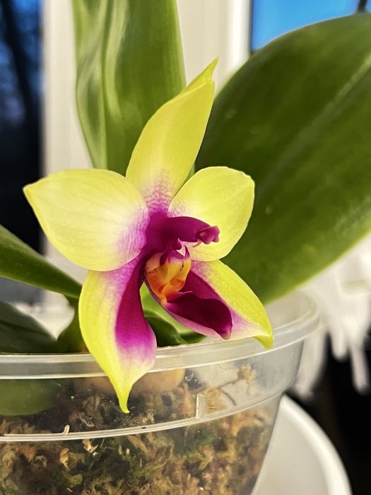 violacea * bellina Samera phal орхідея фаленопсис