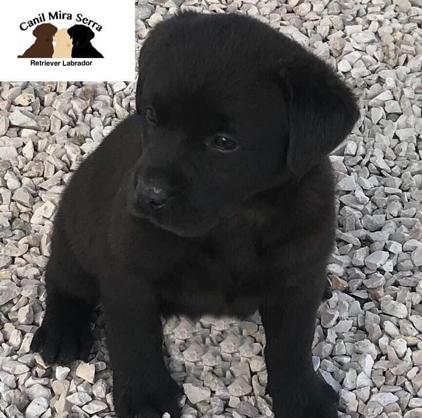 Labrador Com Lop e Afixo
