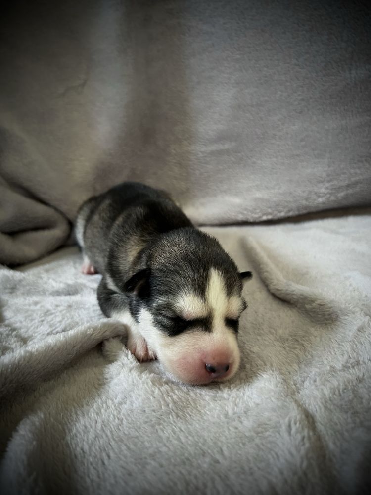 Śliczna dziewczynka Siberian Husky