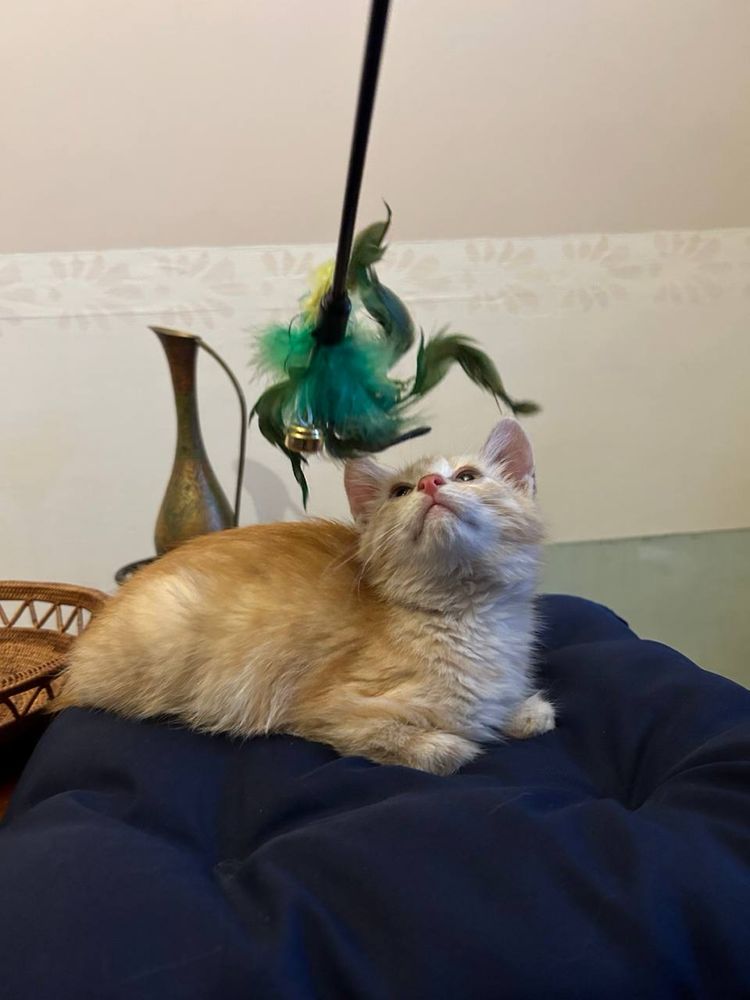 Віддам котика  у добрі руки