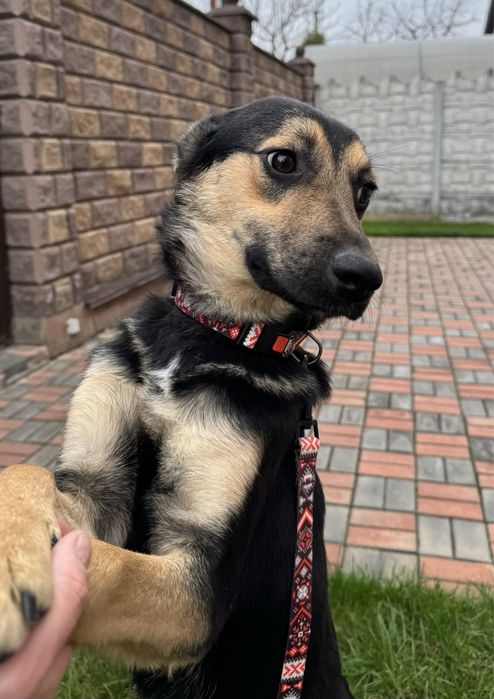 Щенок, цуценя дівчинка 7 місяців. Стерилізована