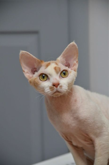 Девон рекс підрощений хлопчик